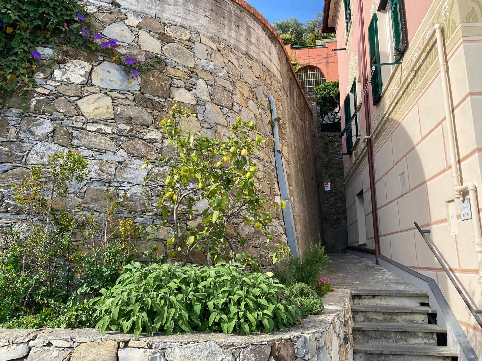 Lacosta * Genoa